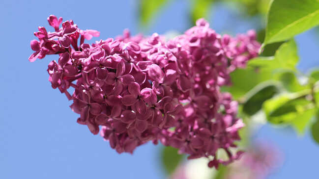 orgovan 03 orgovan 03
