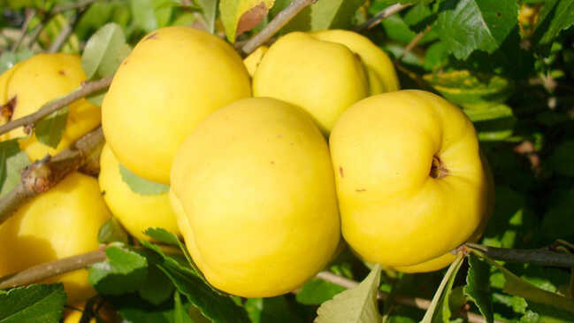 dulovec 05