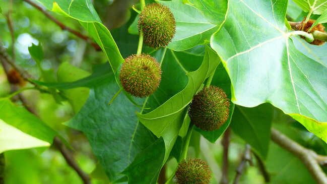 platan 001