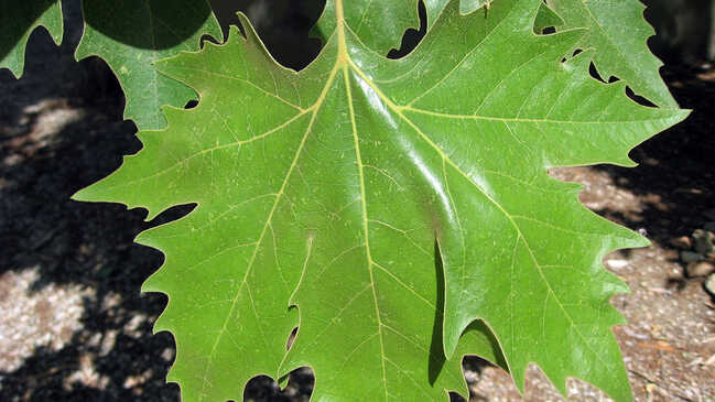 platan 003