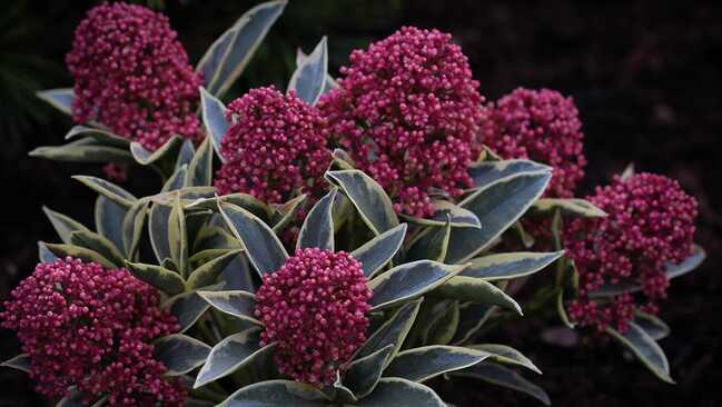 skimmia japonica 01 skimmia japonica 01