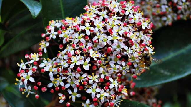 skimmia japonica 02 skimmia japonica 02