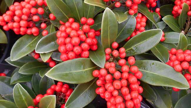 skimmia japonica top