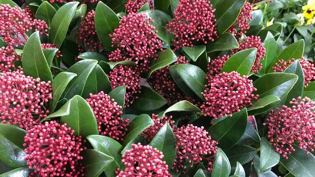 skimmia japonica 06 skimmia japonica 06
