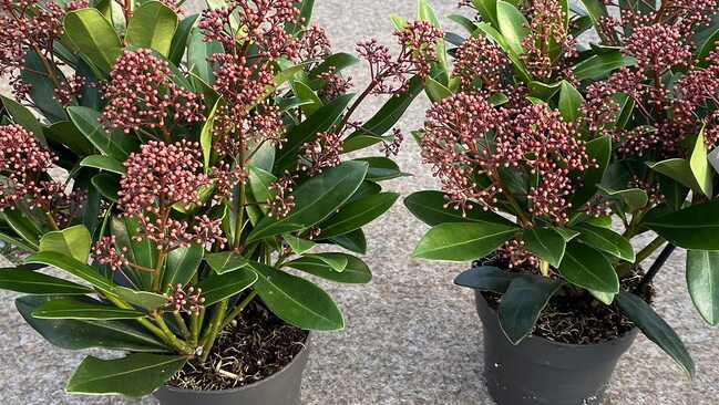 skimmia japonica 03 skimmia japonica 03