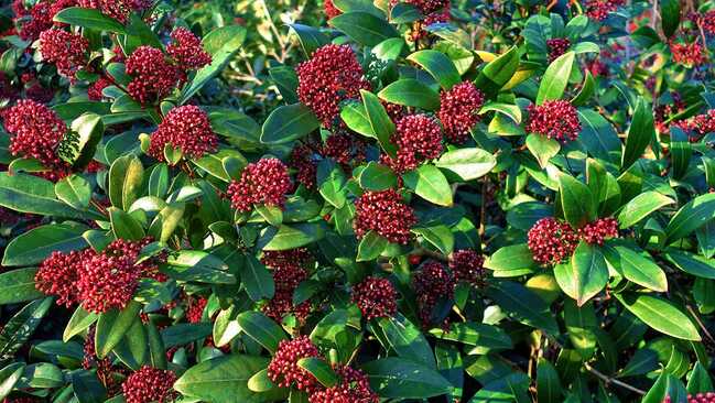 skimmia japonica 04 skimmia japonica 04