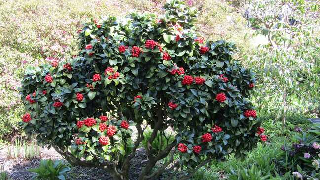 skimmia japonica 05 skimmia japonica 05