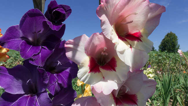 gladiol 01
