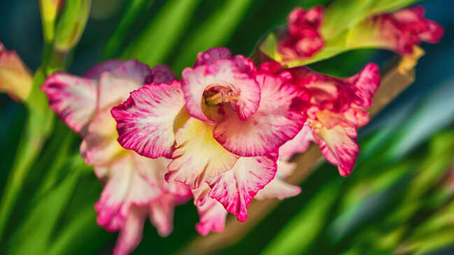 gladiol 04