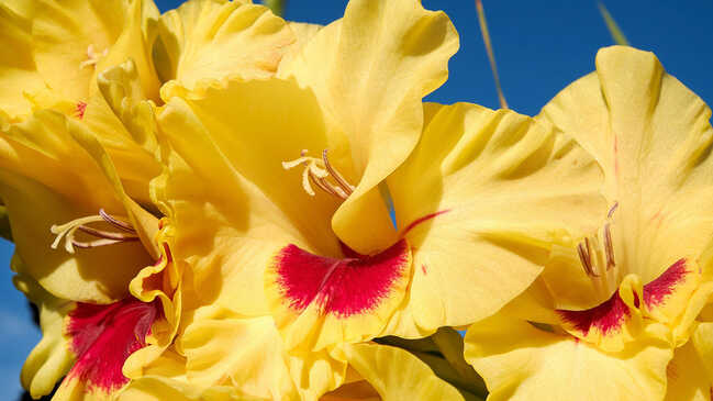 gladiol 02