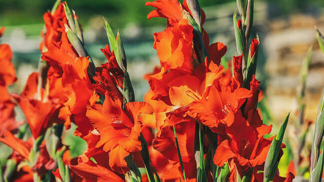 gladiol 05