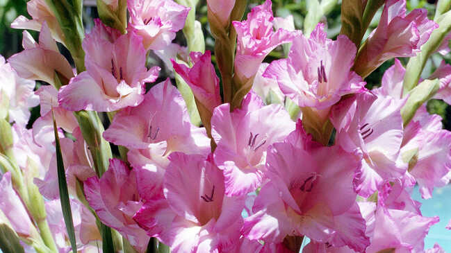 gladiol 03