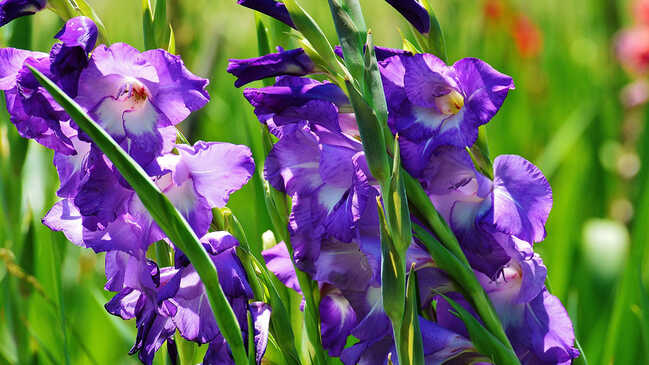gladiol 06