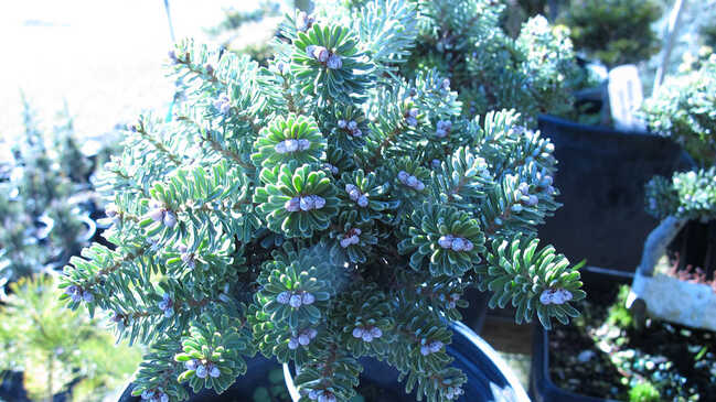 jedla 06 jedla 06