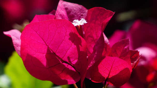 bougainvillea 01