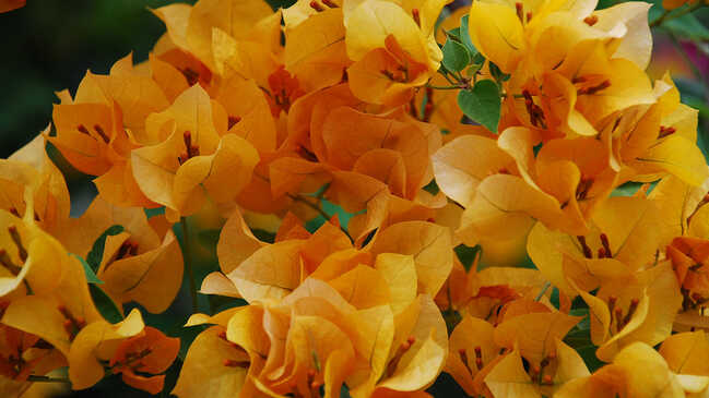 bougainvillea 02