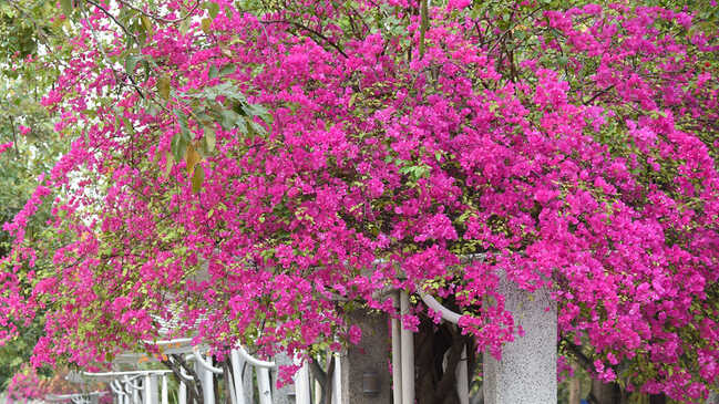bougainvillea 03