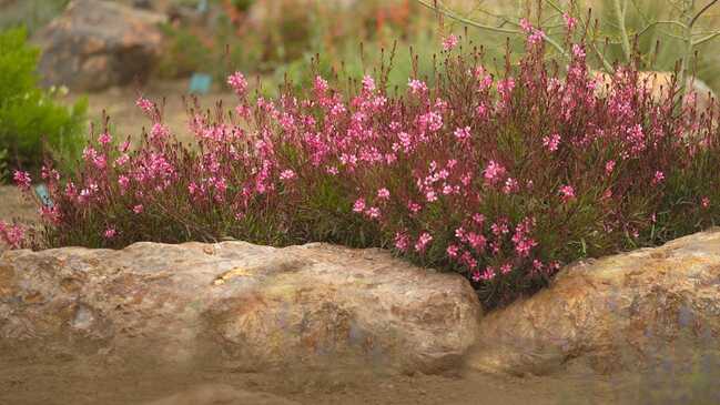 gaura 1 gaura 1