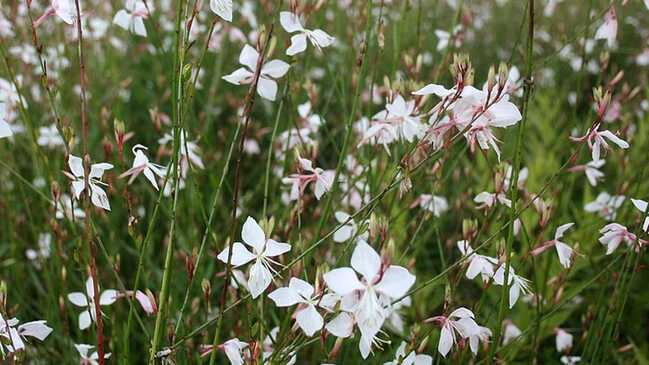 gaura 3 gaura 3