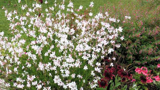 gaura 5 gaura 5