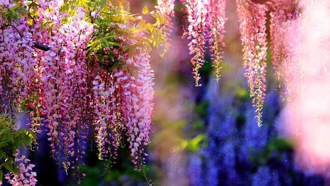 visteria 01