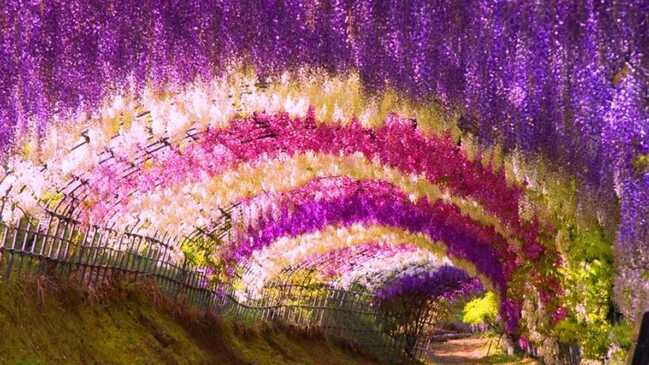 visteria 05
