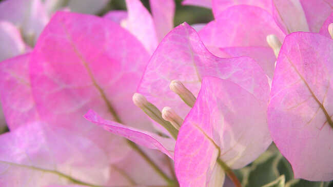 bougainvillea 06
