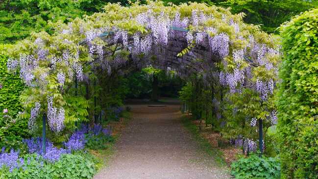 visteria 03