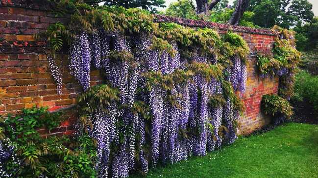 visteria 04