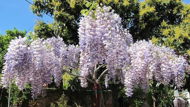 visteria 06