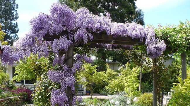 visteria top