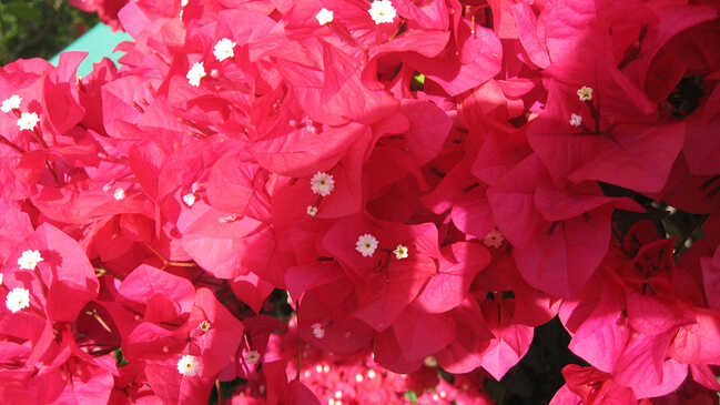 bougainvillea 05