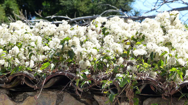 bougainvillea 04
