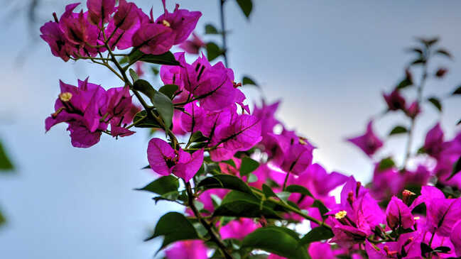 bougainvillea top