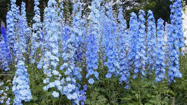 delphinium 01 delphinium 01