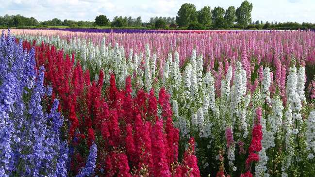 delphinium 04 delphinium 04