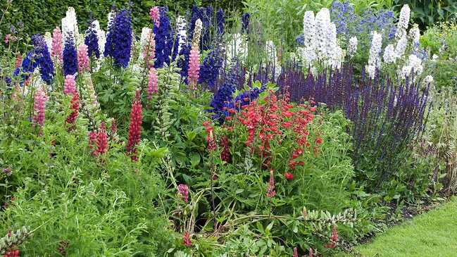 delphinium 03 delphinium 03