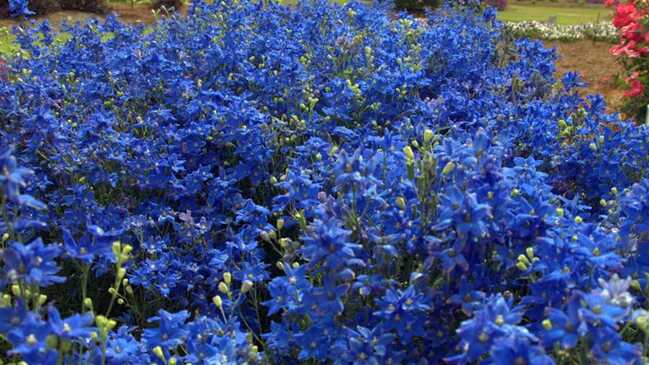 delphinium 05 delphinium 05