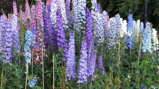 delphinium 06 delphinium 06