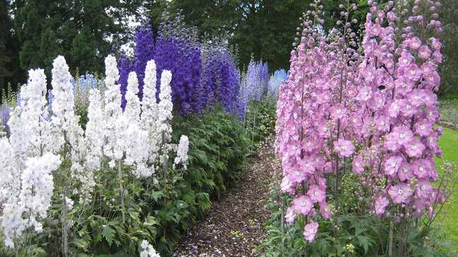 delphinium top