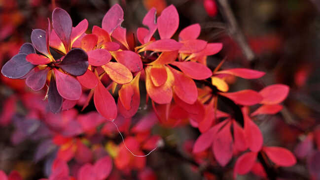 berberis 02