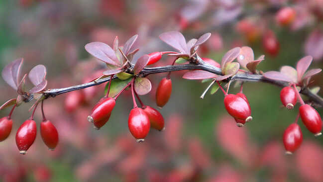 berberis 05