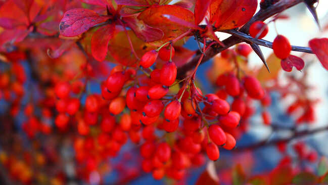 berberis top