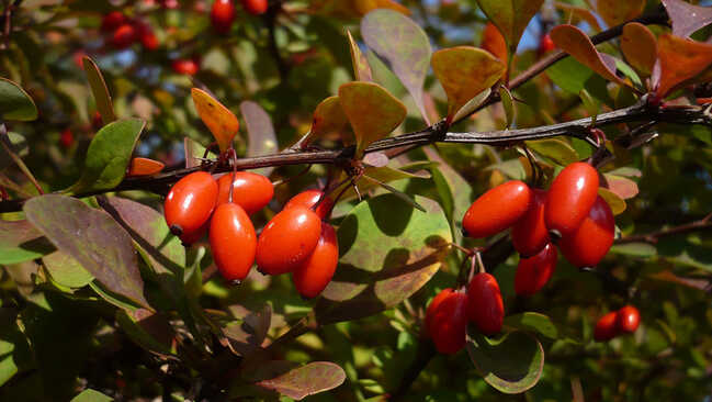 berberis 03