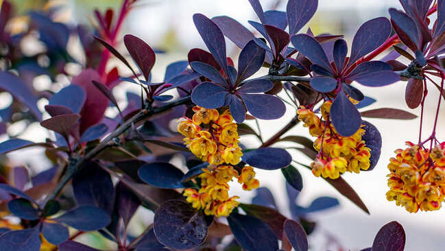 berberis 07