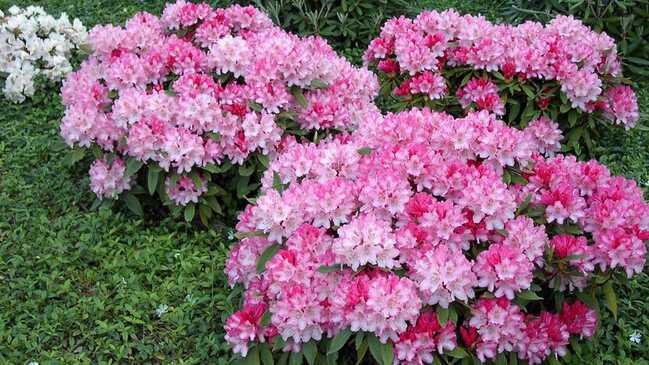 rododendron top