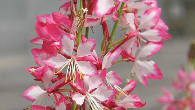 gaura 4