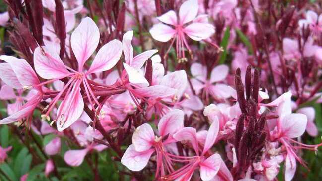 gaura 2