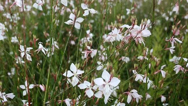 gaura 3