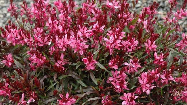 gaura top